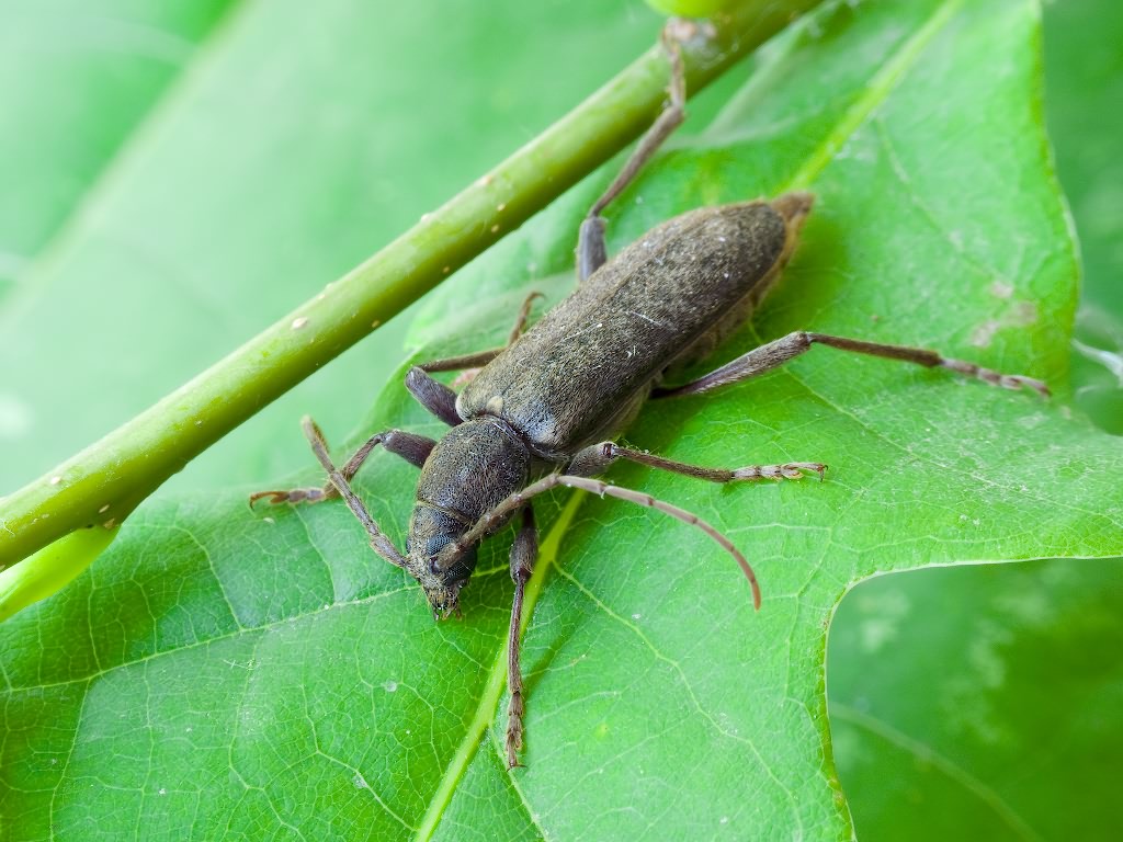 Trichoferus campestris (Faldermann, 1835)